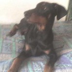 Se venden cachorros 655325983